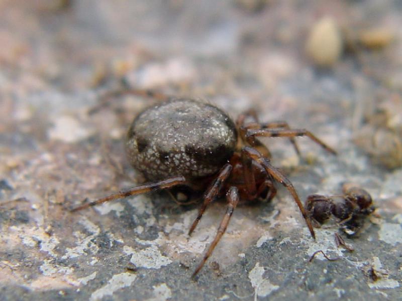 Steatoda sp.